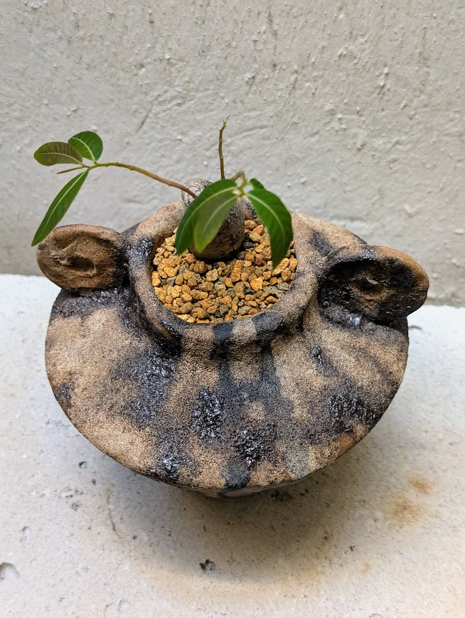 Phyllanthus Mirabilis