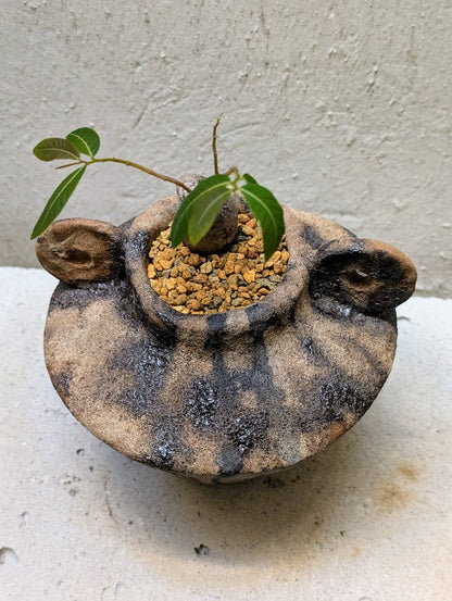 Phyllanthus Mirabilis