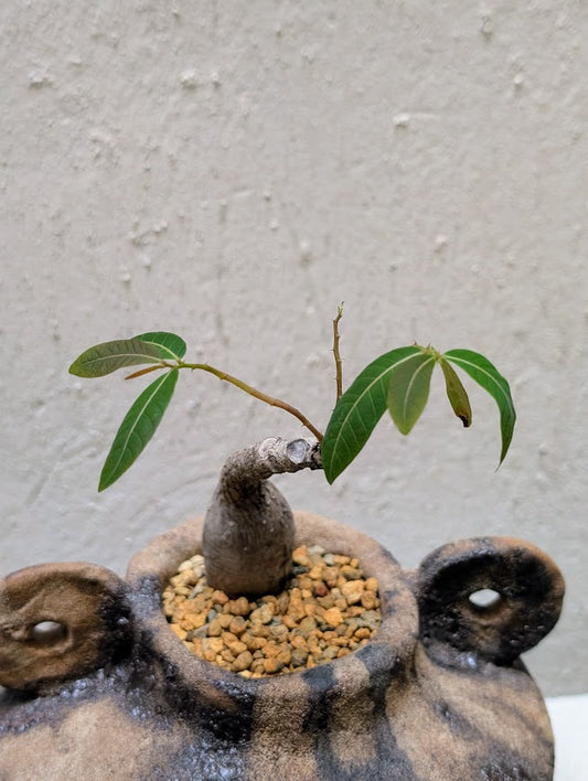 Phyllanthus Mirabilis