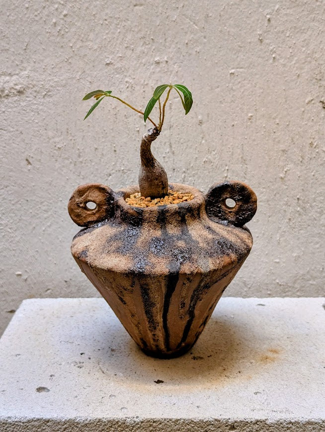 Phyllanthus Mirabilis