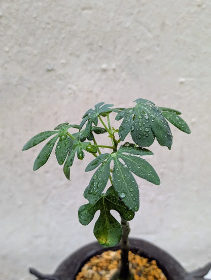 Adenia Glauca