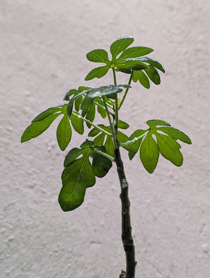 Adenia Glauca