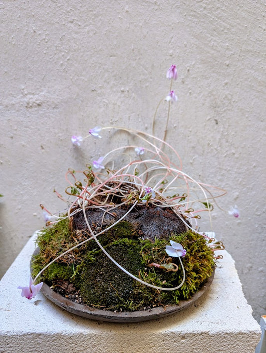 Κυκλάμινο βολβός Caudex