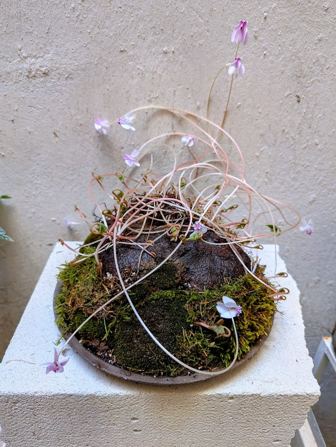 Κυκλάμινο βολβός Caudex