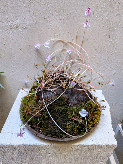 Κυκλάμινο βολβός Caudex