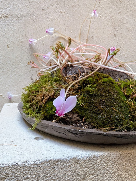 Cyclamen Bulb Caudex