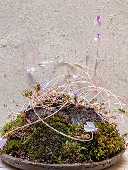 Κυκλάμινο βολβός Caudex