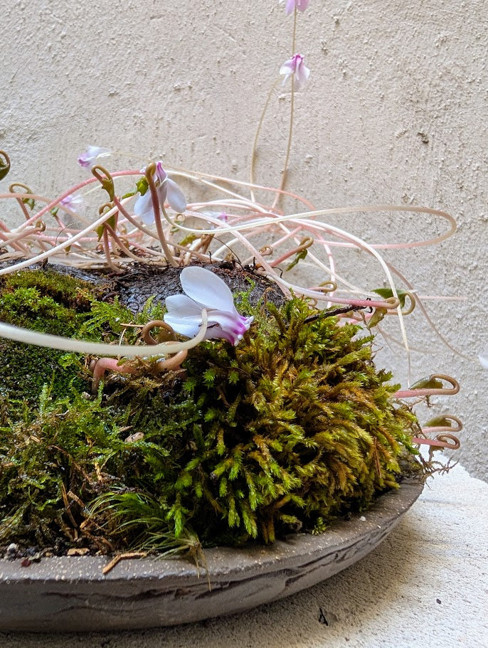 Κυκλάμινο βολβός Caudex