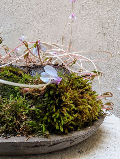 Κυκλάμινο βολβός Caudex