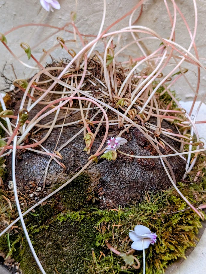 Κυκλάμινο βολβός Caudex