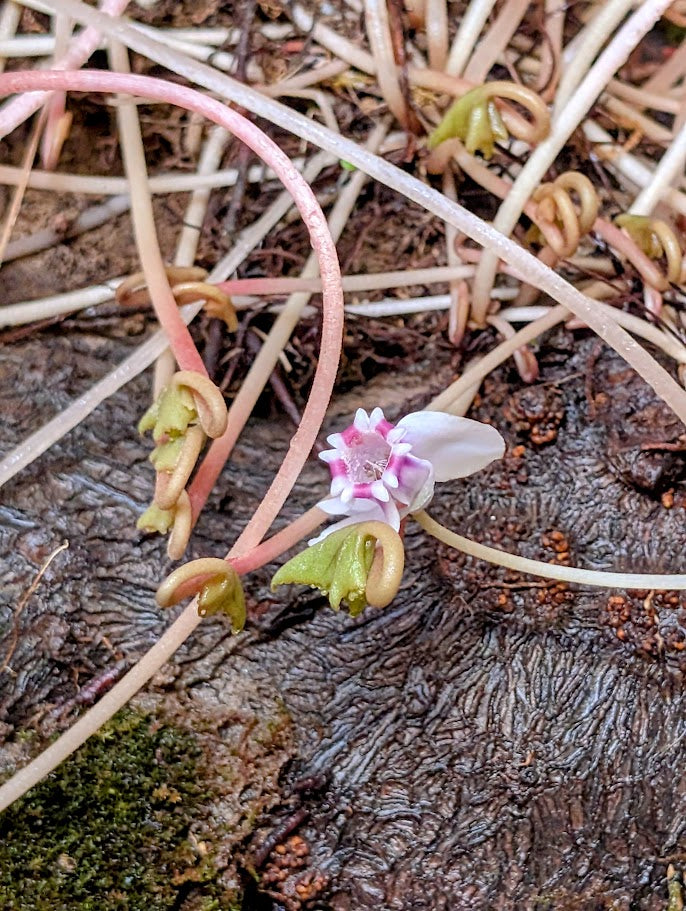 Κυκλάμινο βολβός Caudex