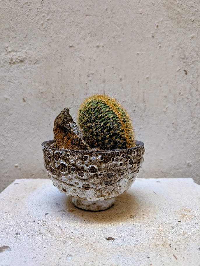 Echinocactus Cristata Rock Garden