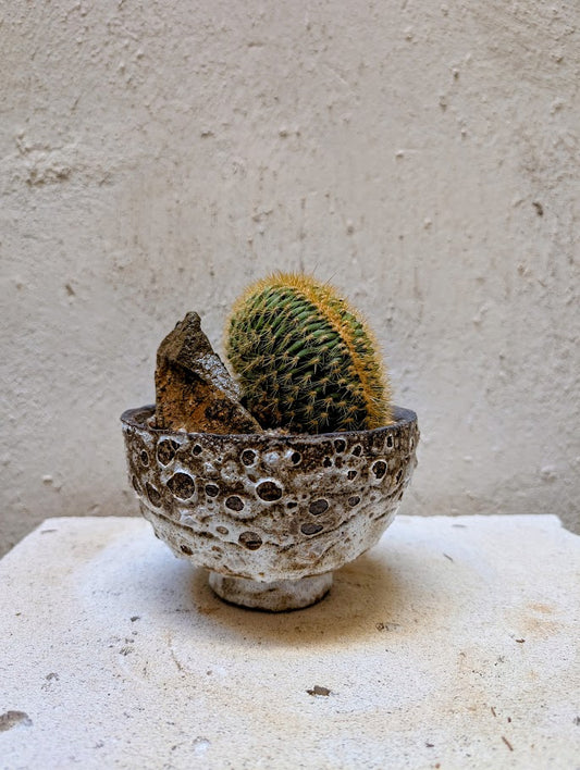 Echinocactus Cristata Rock Garden