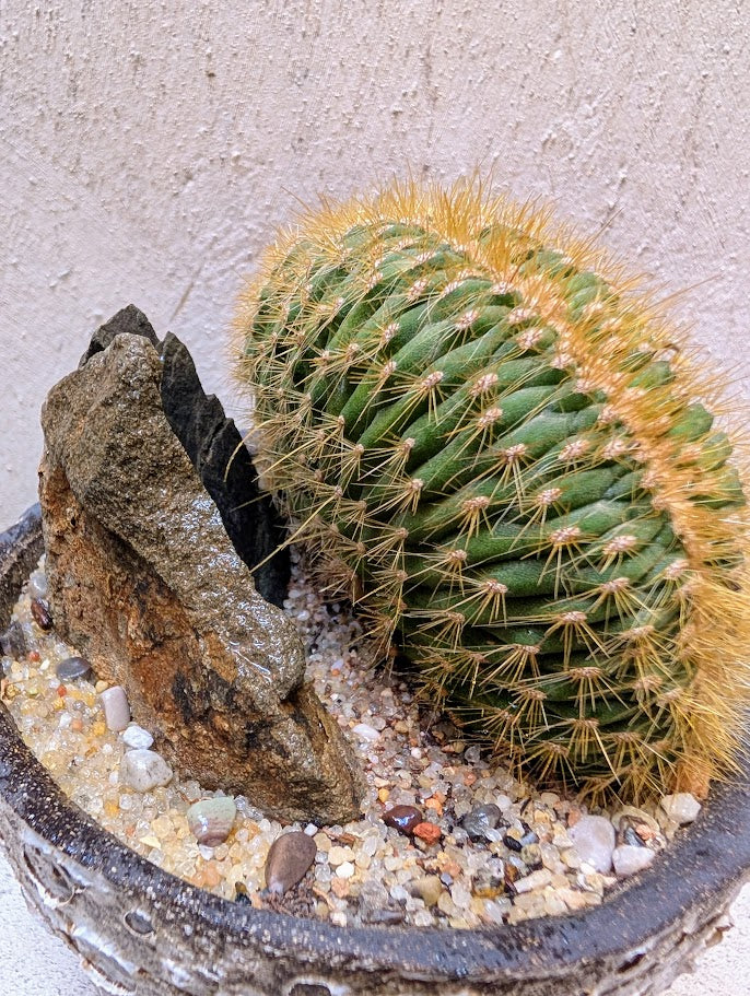 Echinocactus Cristata Rock Garden