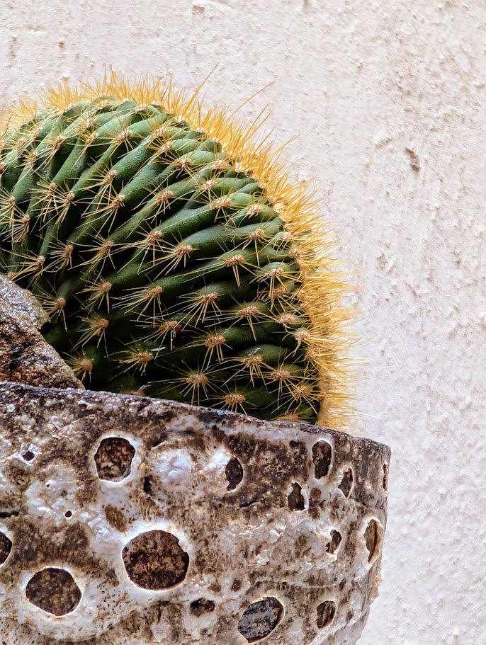 Echinocactus Cristata Rock Garden