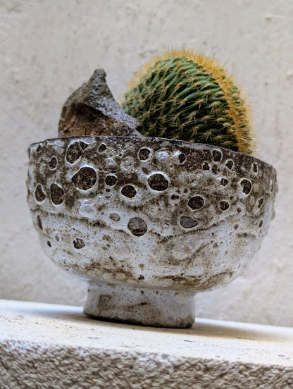 Echinocactus Cristata Rock Garden