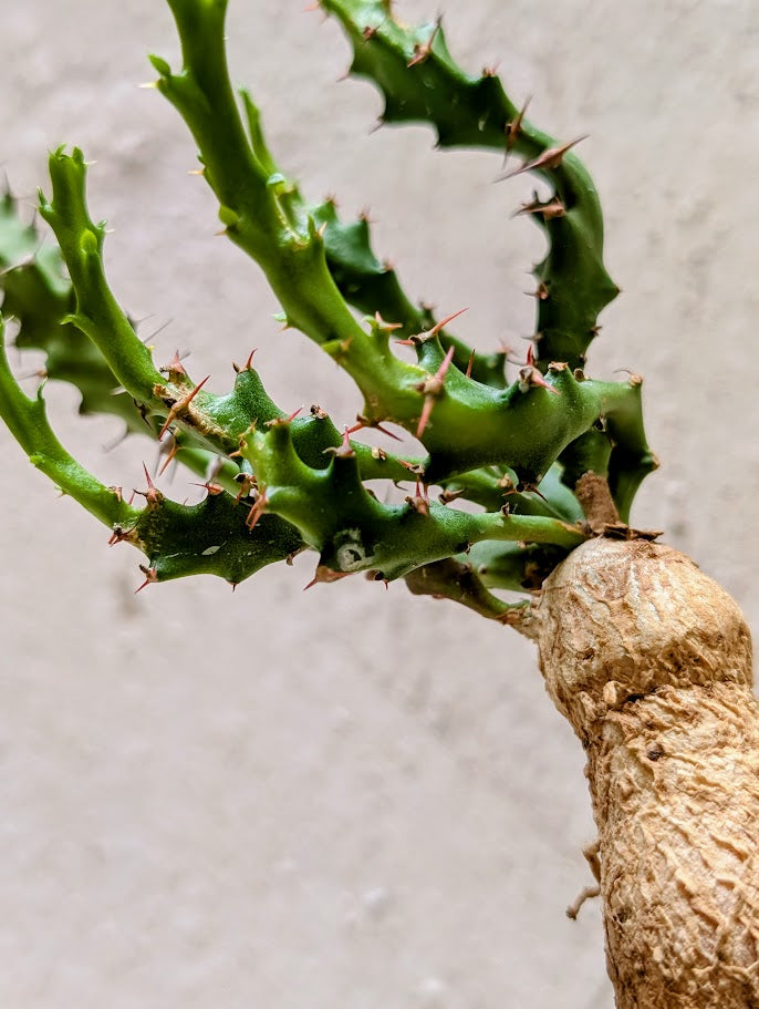 Euphorbia Squarrosa
