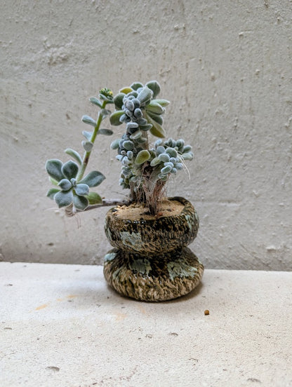 Echeveria Setosa Frosty Cristata