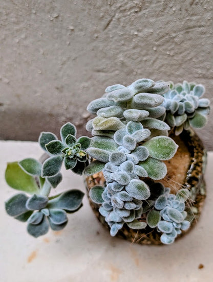 Echeveria Setosa Frosty Cristata