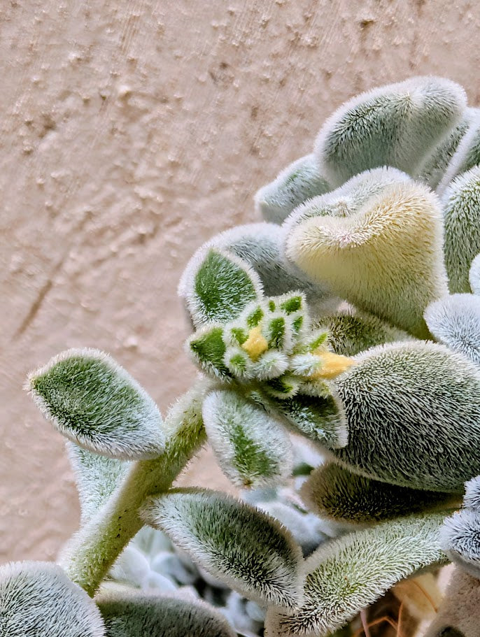 Echeveria Setosa Frosty Cristata