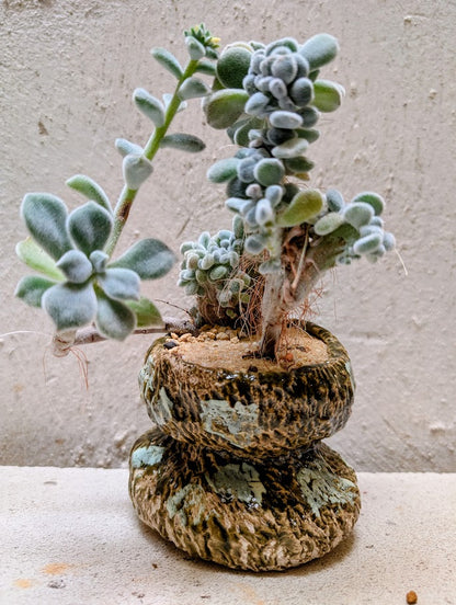 Echeveria Setosa Frosty Cristata