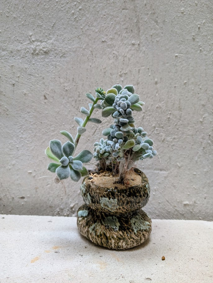 Echeveria Setosa Frosty Cristata