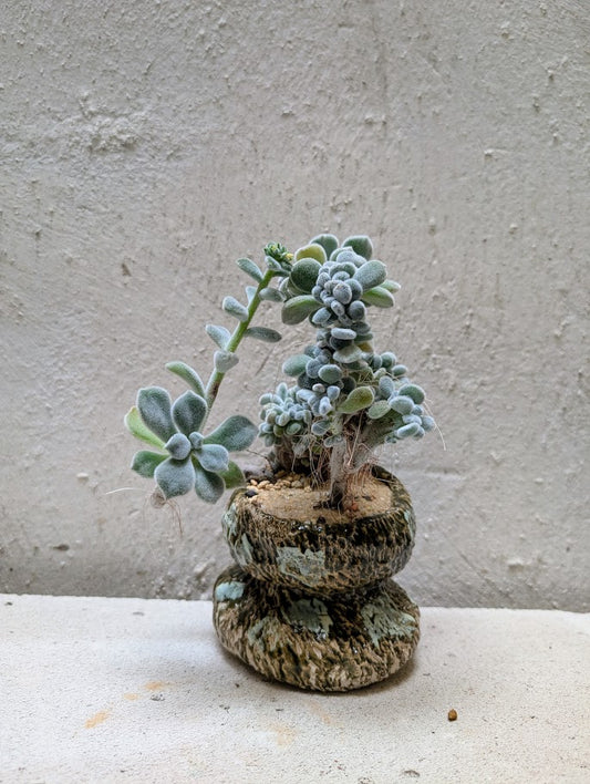 Echeveria Setosa Frosty Cristata