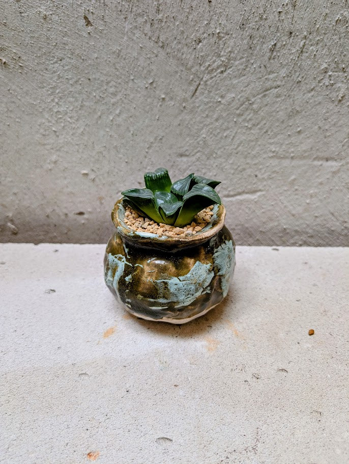 Haworthia Bayeri Jupiter x Aboukyuu