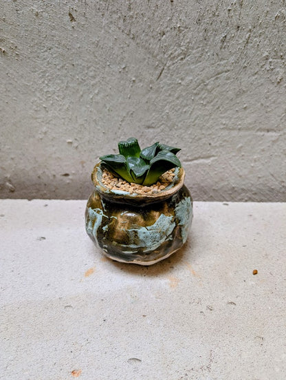 Haworthia Bayeri Jupiter x Aboukyuu