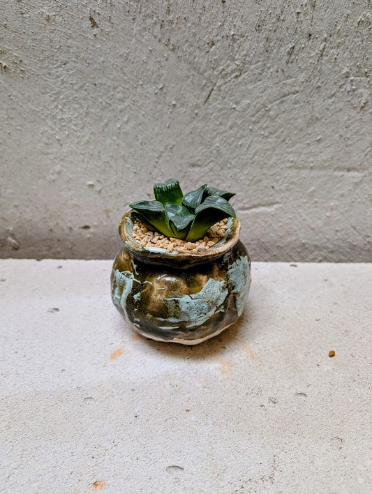 Haworthia Bayeri Jupiter x Aboukyuu