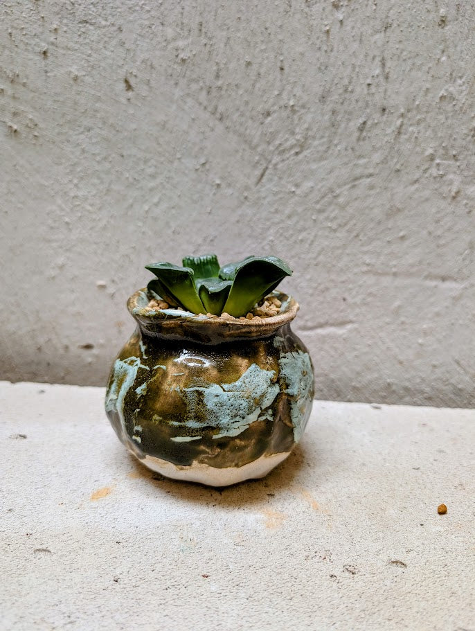 Haworthia Bayeri Jupiter x Aboukyuu