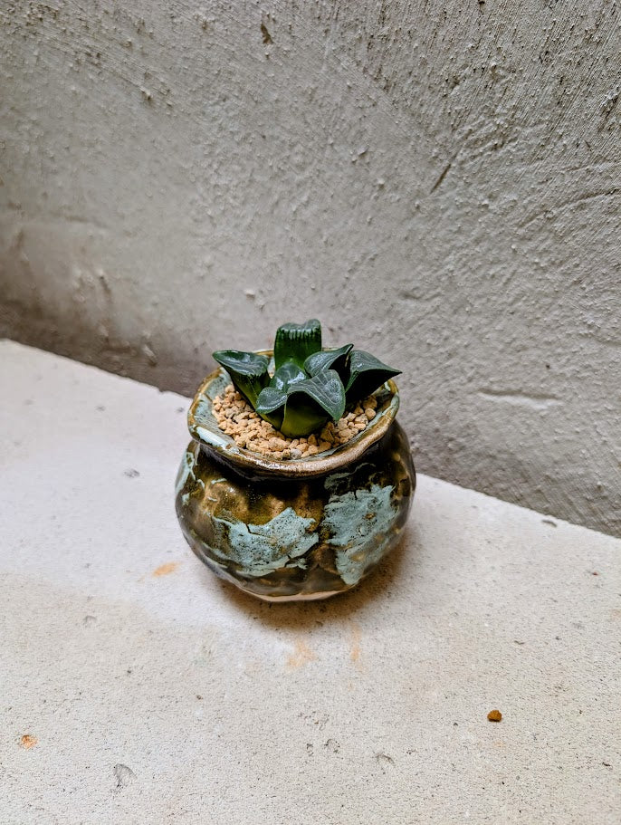 Haworthia Bayeri Jupiter x Aboukyuu