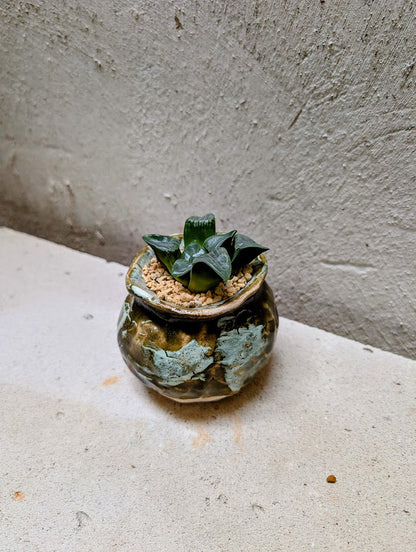 Haworthia Bayeri Jupiter x Aboukyuu