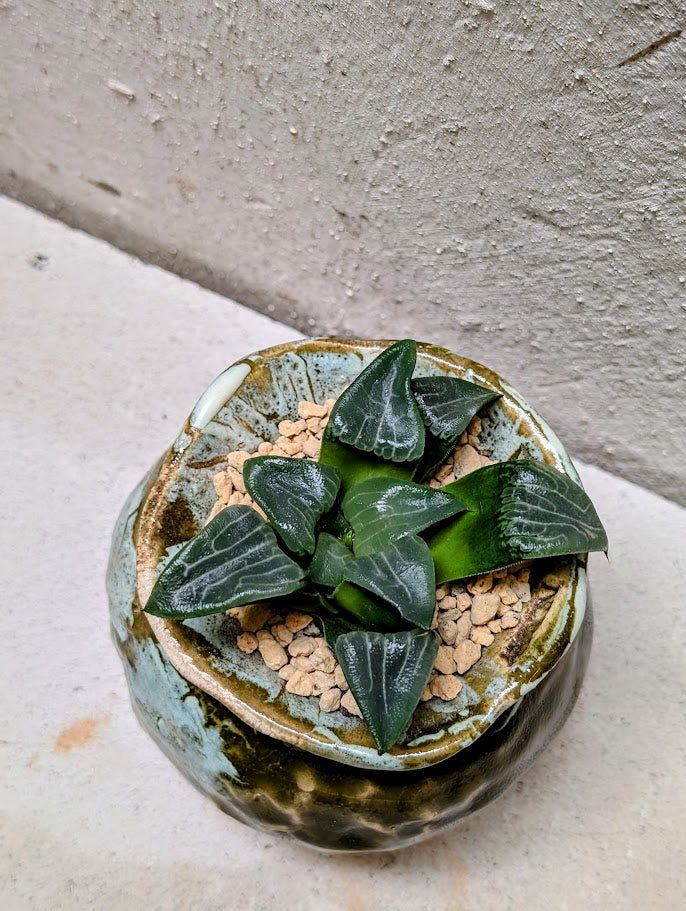 Haworthia Bayeri Jupiter x Aboukyuu