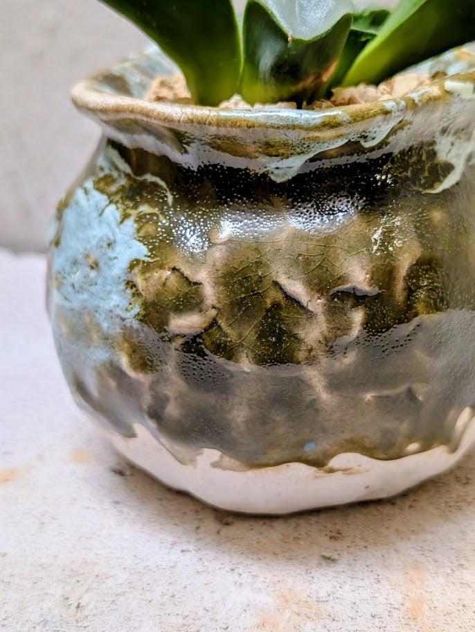 Haworthia Bayeri Jupiter x Aboukyuu