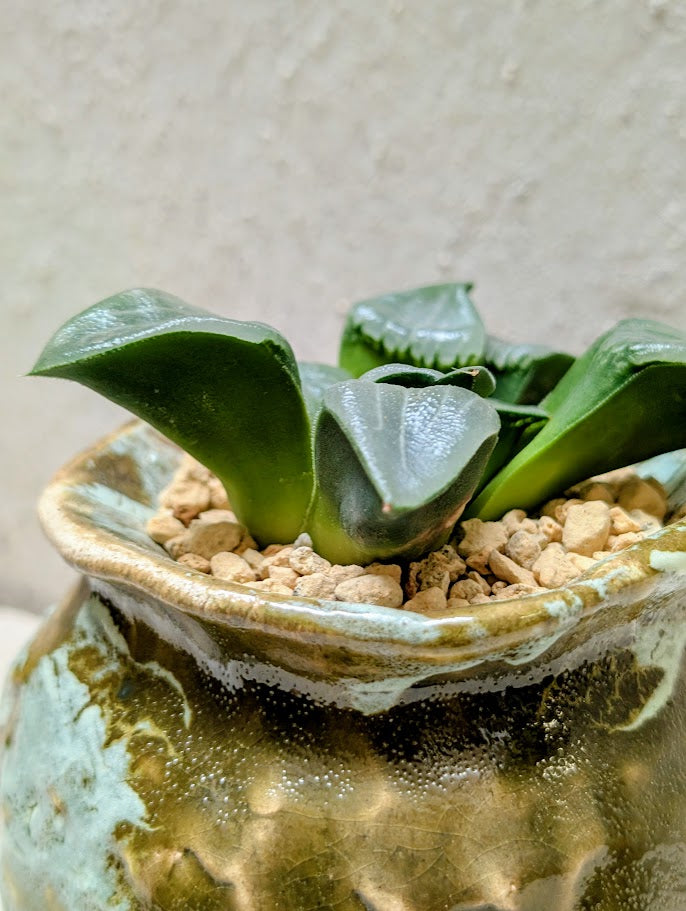 Haworthia Bayeri Jupiter x Aboukyuu