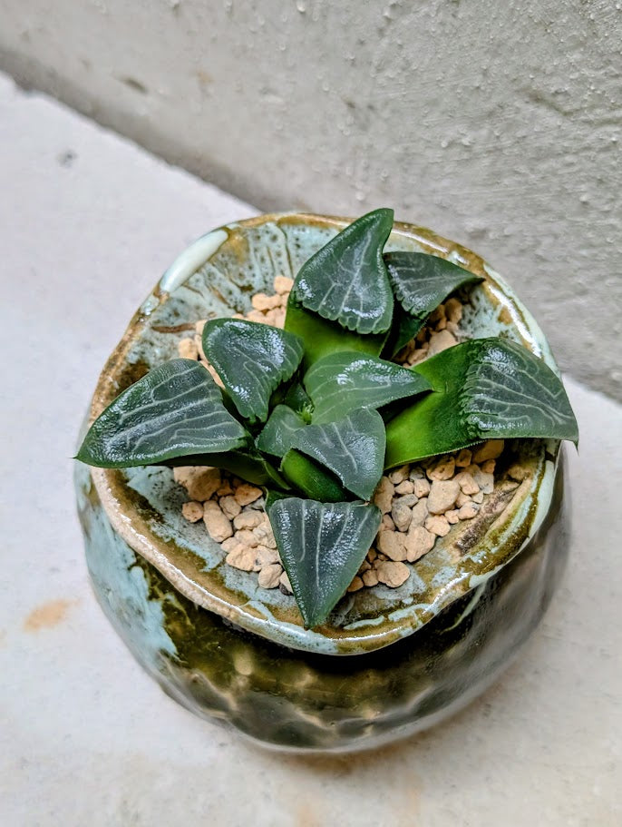 Haworthia Bayeri Jupiter x Aboukyuu