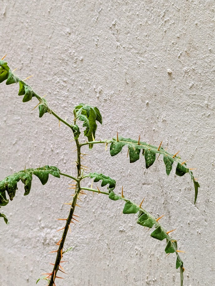 Solanum Pyracanthum