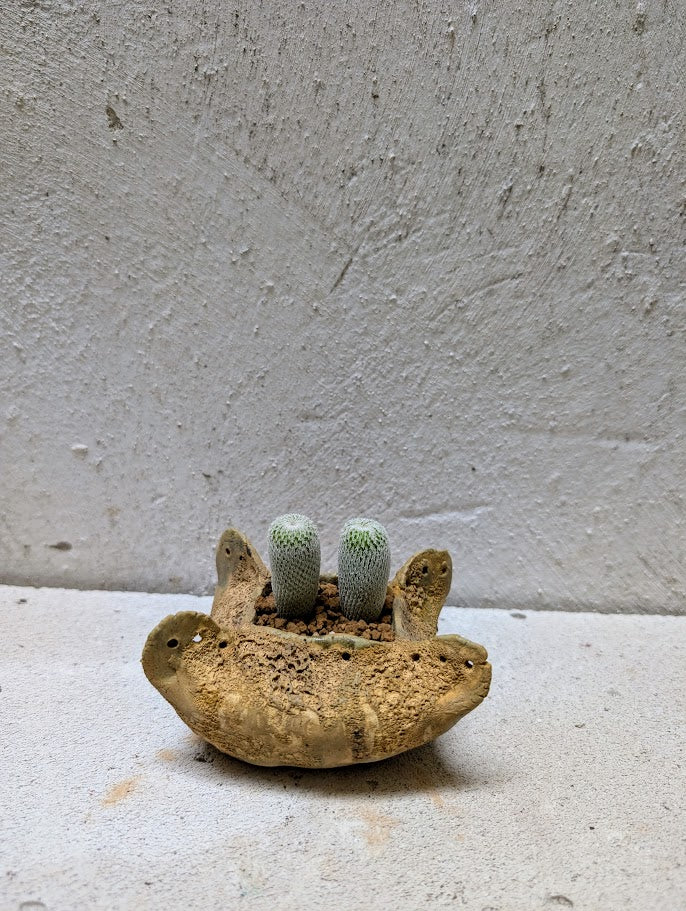 Epithelantha Micromeris