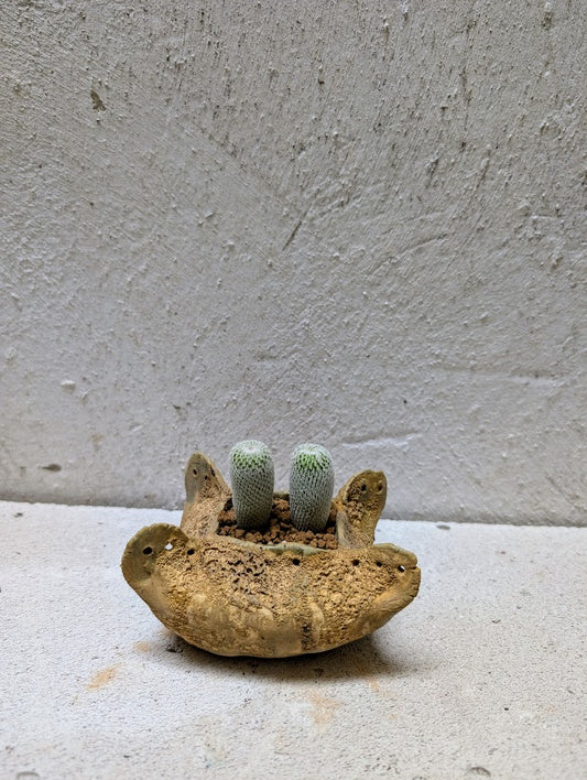 Epithelantha Micromeris