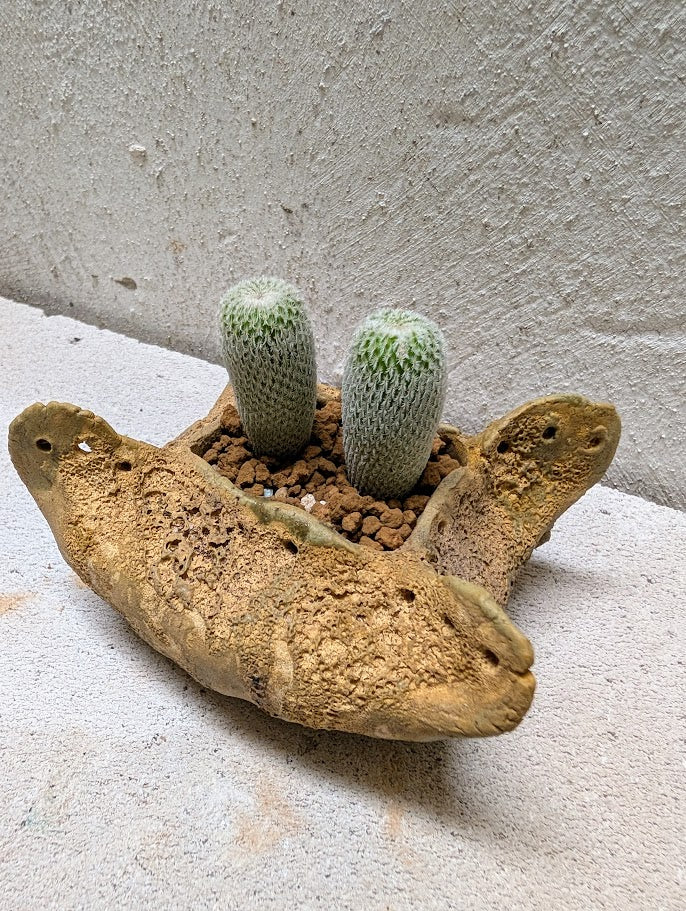 Epithelantha Micromeris