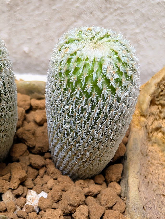 Epithelantha Micromeris