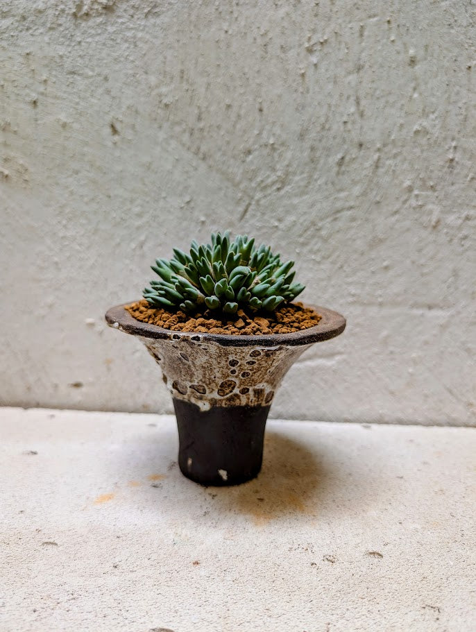 Conophytum Blandum Arm985