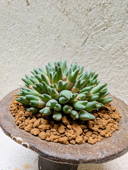 Conophytum Blandum Arm985