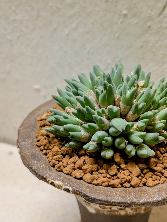 Conophytum Blandum Arm985