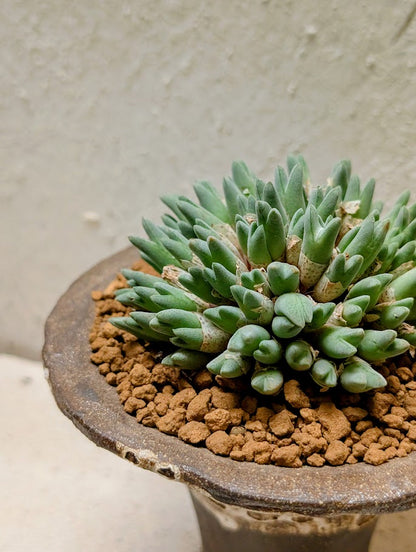 Conophytum Blandum Arm985