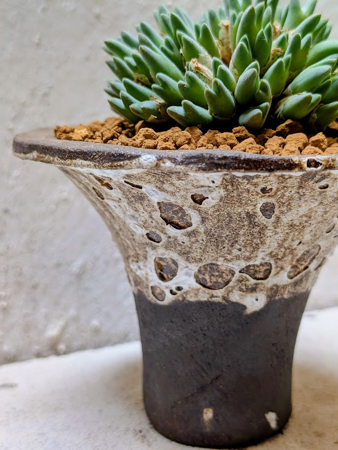 Conophytum Blandum Arm985