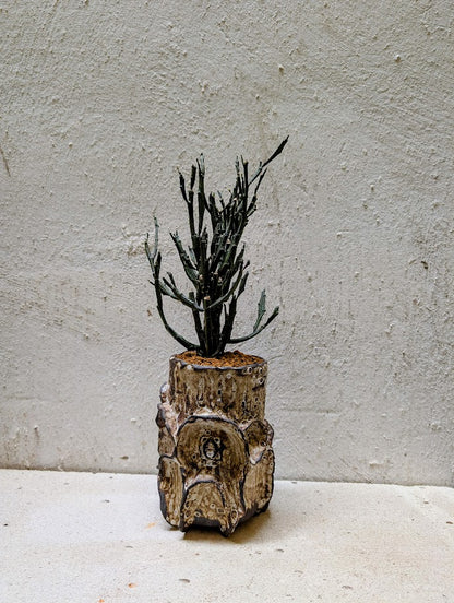 Euphorbia Platyclada