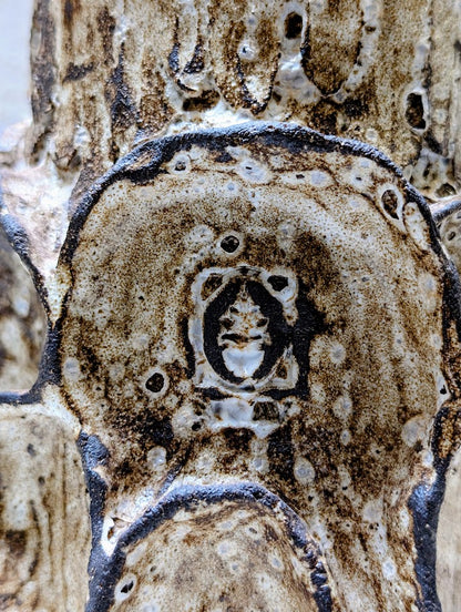 Euphorbia Platyclada