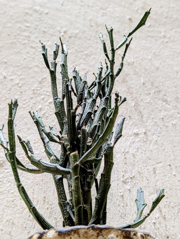 Euphorbia Platyclada